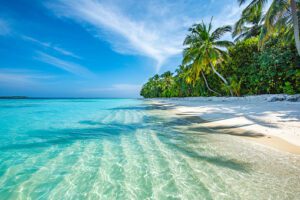 Tropical beach palm trees